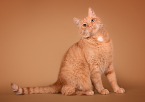 Cat Cafe / Kačių kavinė