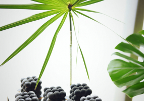 Sodyba Pas bitininką